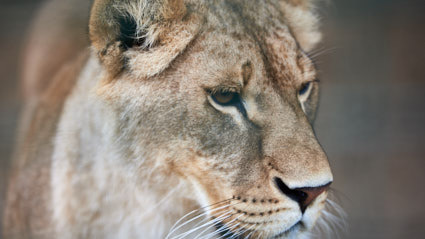 The muzzle of a lioness close-up. The lioness looks away.